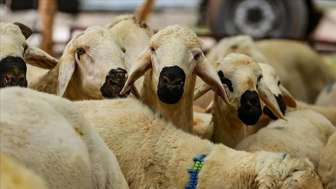 Dikkat! Kurban Kesim Kurallarına Uymayanlar Yandı: Ceza Yağacak