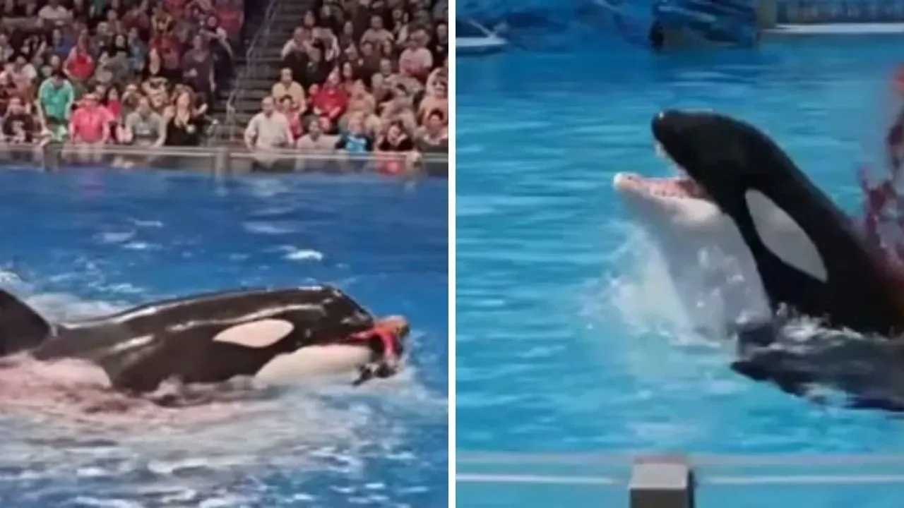 Jessica balina olayı gerçek mi, balina eğitmenini yuttu mu, Jessica yaşıyor mu? Sosyal medyada gündem olan video yapay zekâ ile üretildi