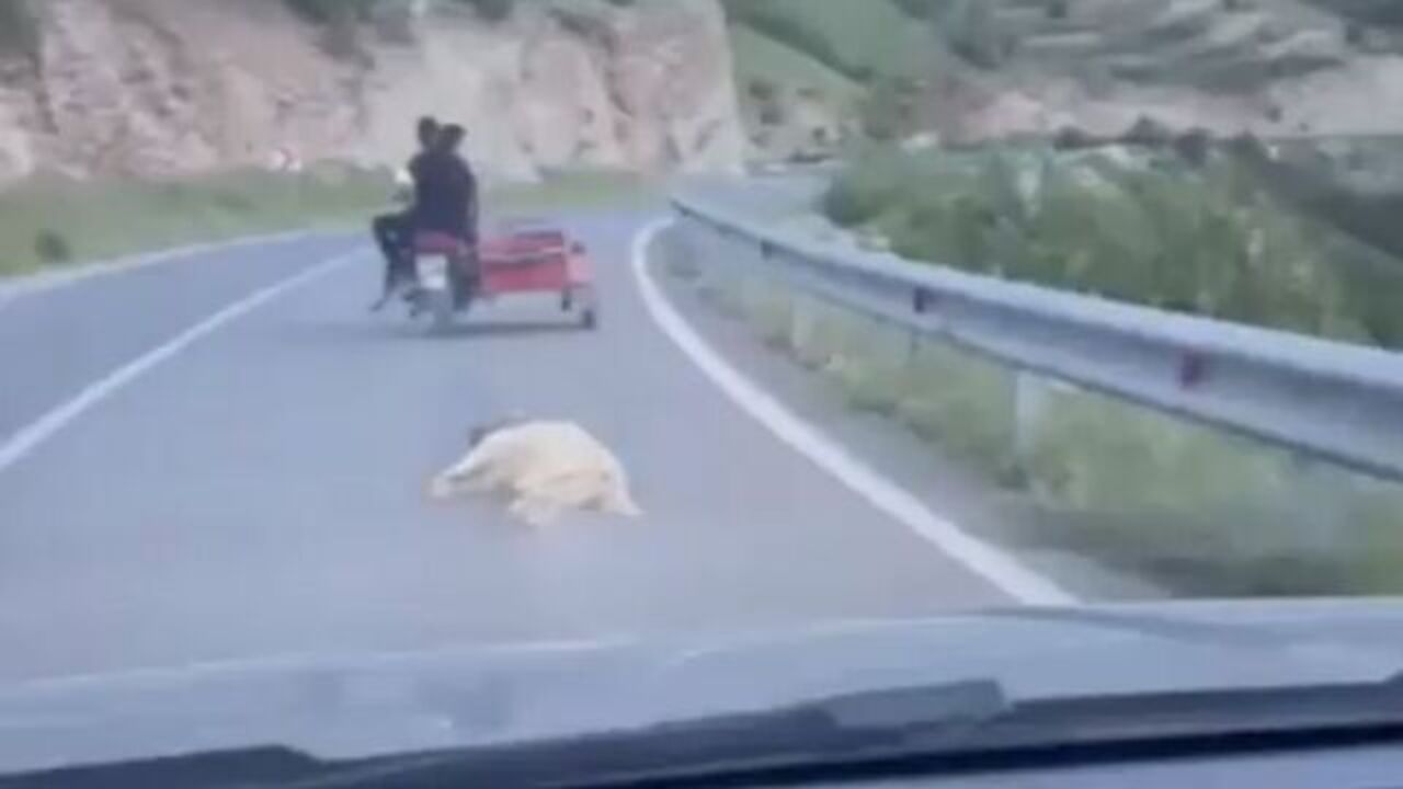Ölen köpeğe eziyetin bedeli belli oldu!