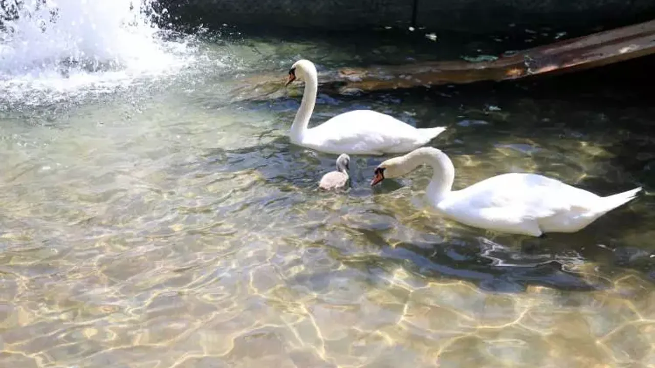 Ankara Kuğulu Park’ta 15 yıl aradan sonra ilk beyaz kuğu doğdu