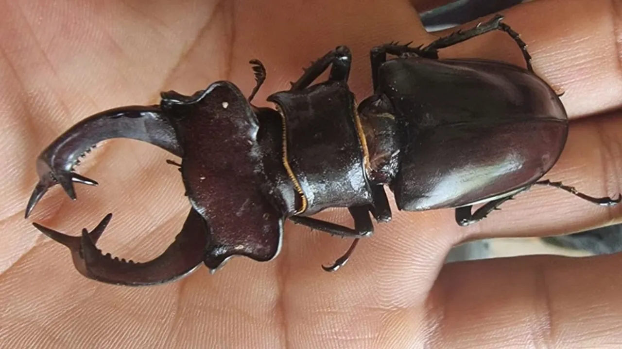 Kırmızı listeye giren dev böcek! Öldürmenin cezası 557 bin!