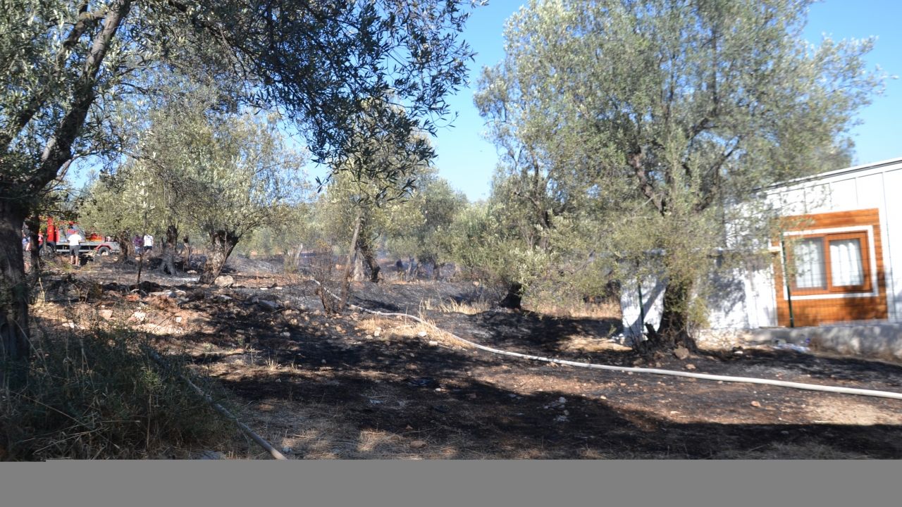 Ayvalık'ta zeytinlik yangını kısa sürede söndürüldü