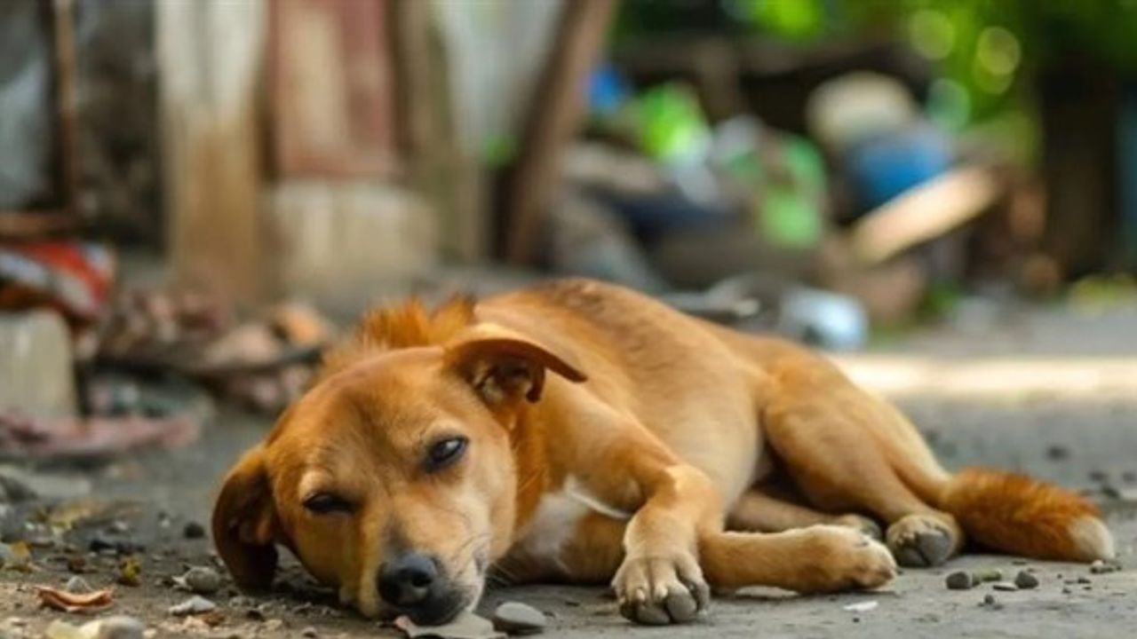 Resmi Gazete’de yayımlandı: 3 ilimize hayvanlar için birlik kurulacak!