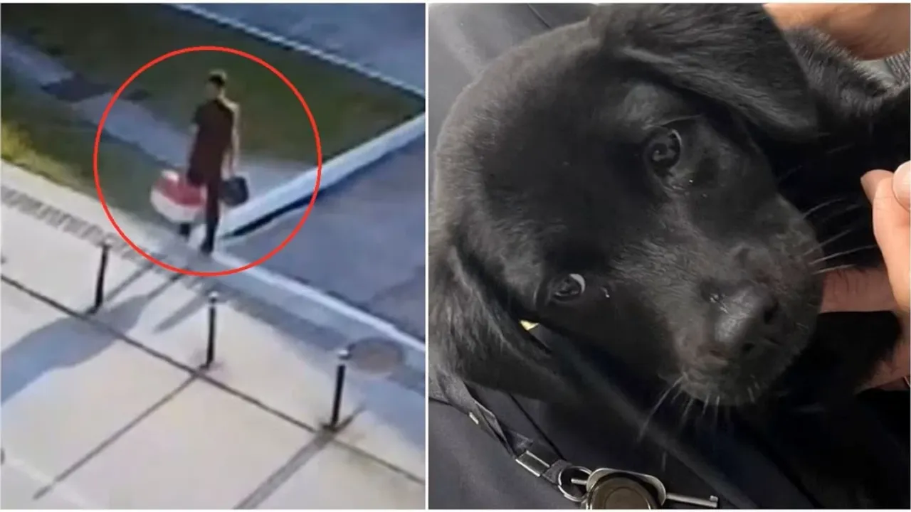 Brezilya’da yolcu, yavru köpeğini havalimanında terk etti