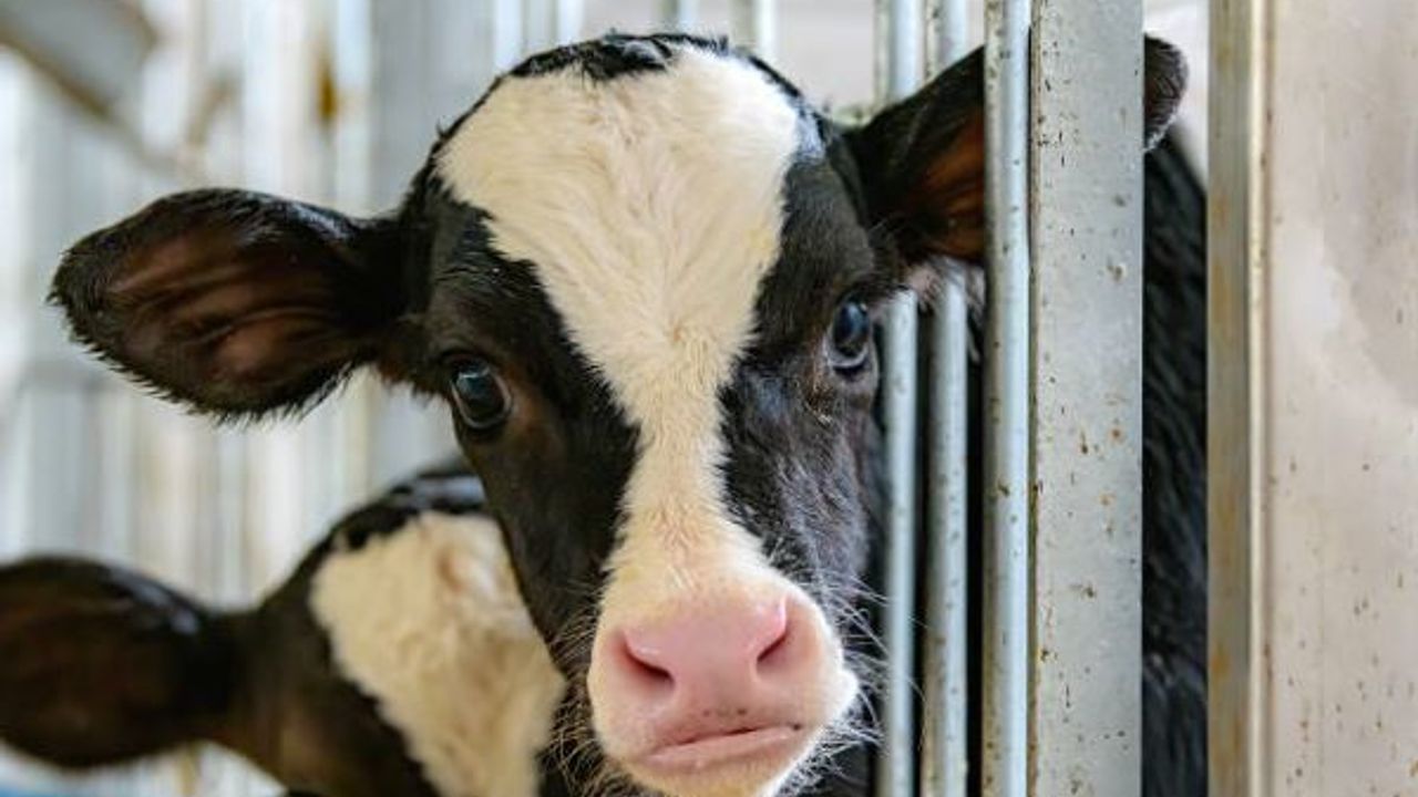 Deli dana hastalığı nedir? İnsana nasıl bulaşır, belirtileri nelerdir, tedavisi var mı, bulaşıcı mıdır?