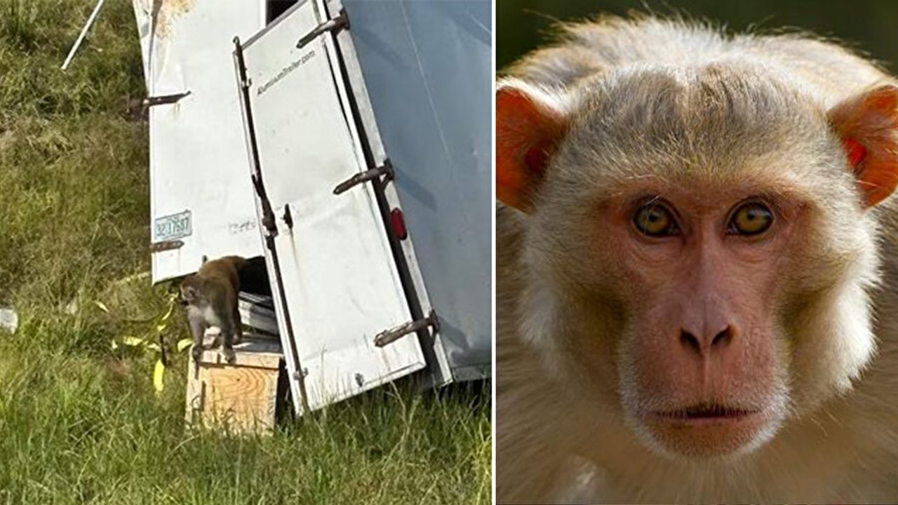 Virüs taşıyan maymunlar kaçtı! Kamyon kazası sonrası bölgede alarm verildi