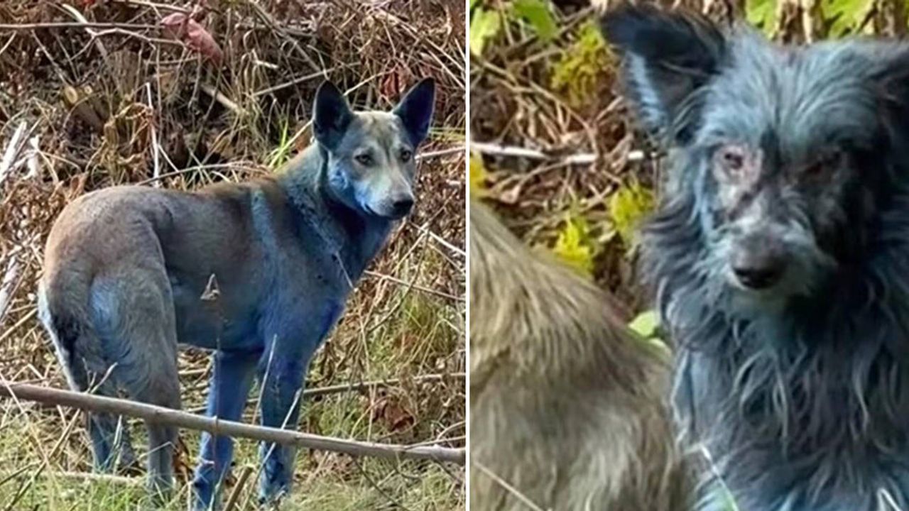Çernobil’de “mavi köpekler” görüldü: Mavi tüylerin sebebi ortaya çıktı!