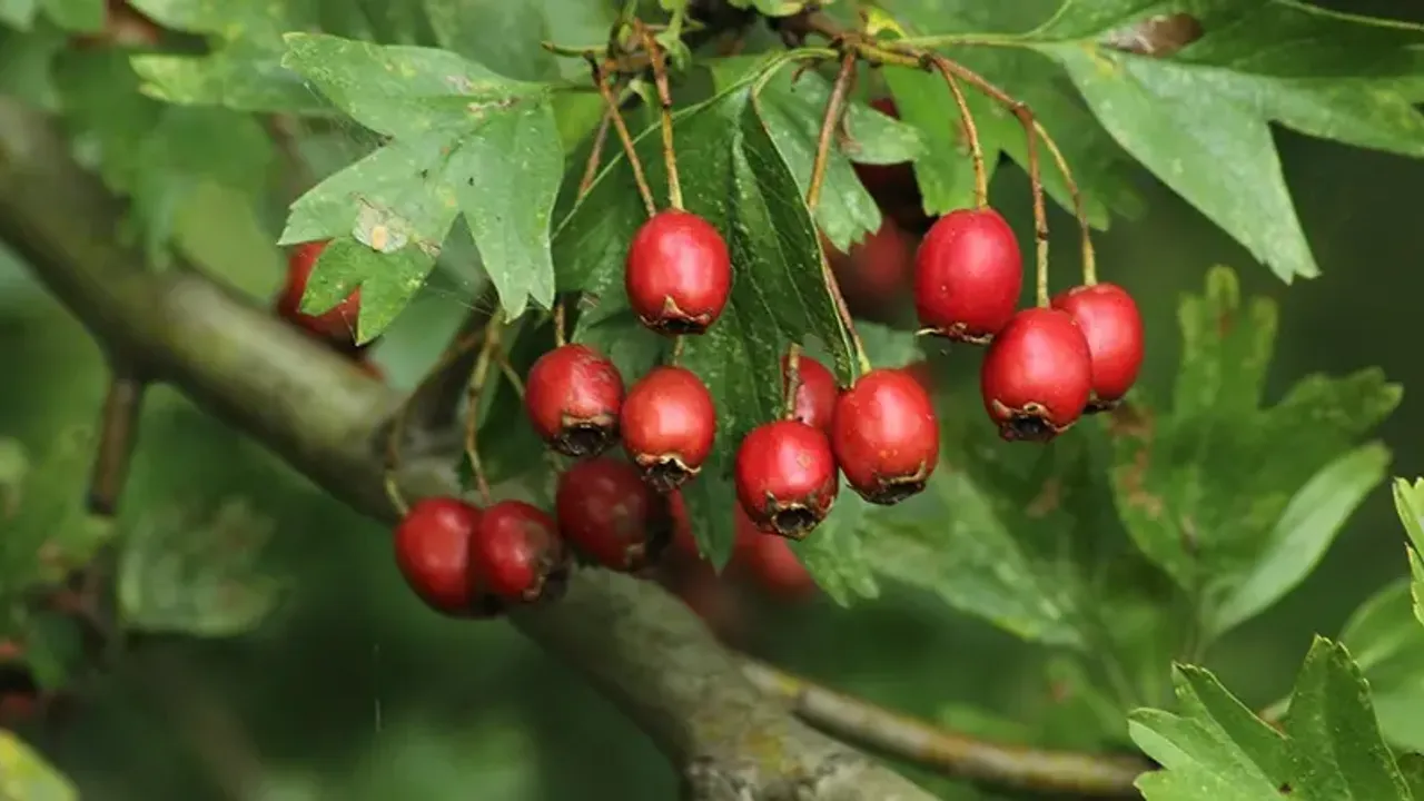 Alıç sirkesi nedir, nasıl yapılır? Faydaları nelerdir?