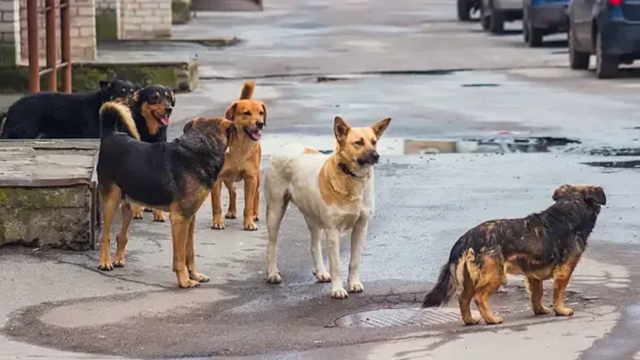 Başkentte 52 bin sokak hayvanı toplandı