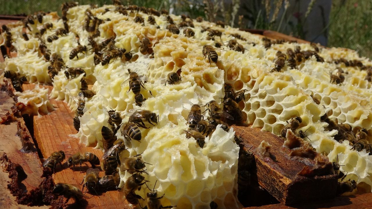 Toroslardaki bal hasadında bereket