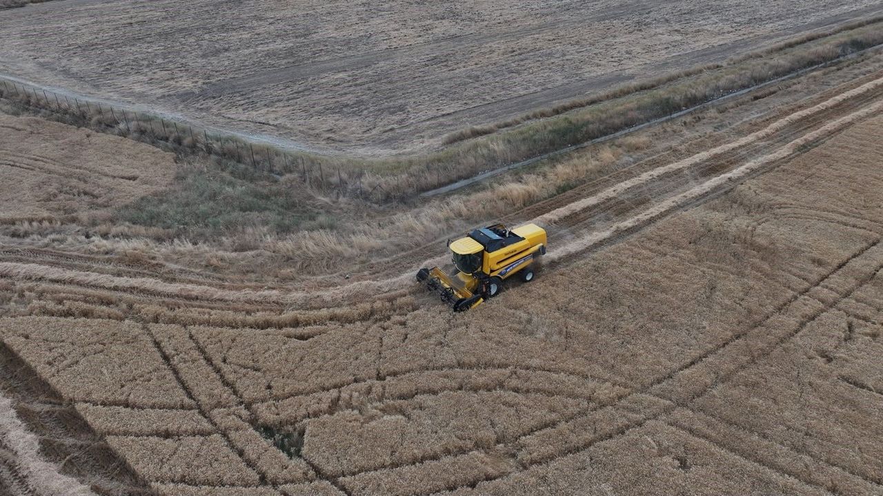 Sincan Belediyesi'nden üreticiye tam destek! Hasat sezonu başladı