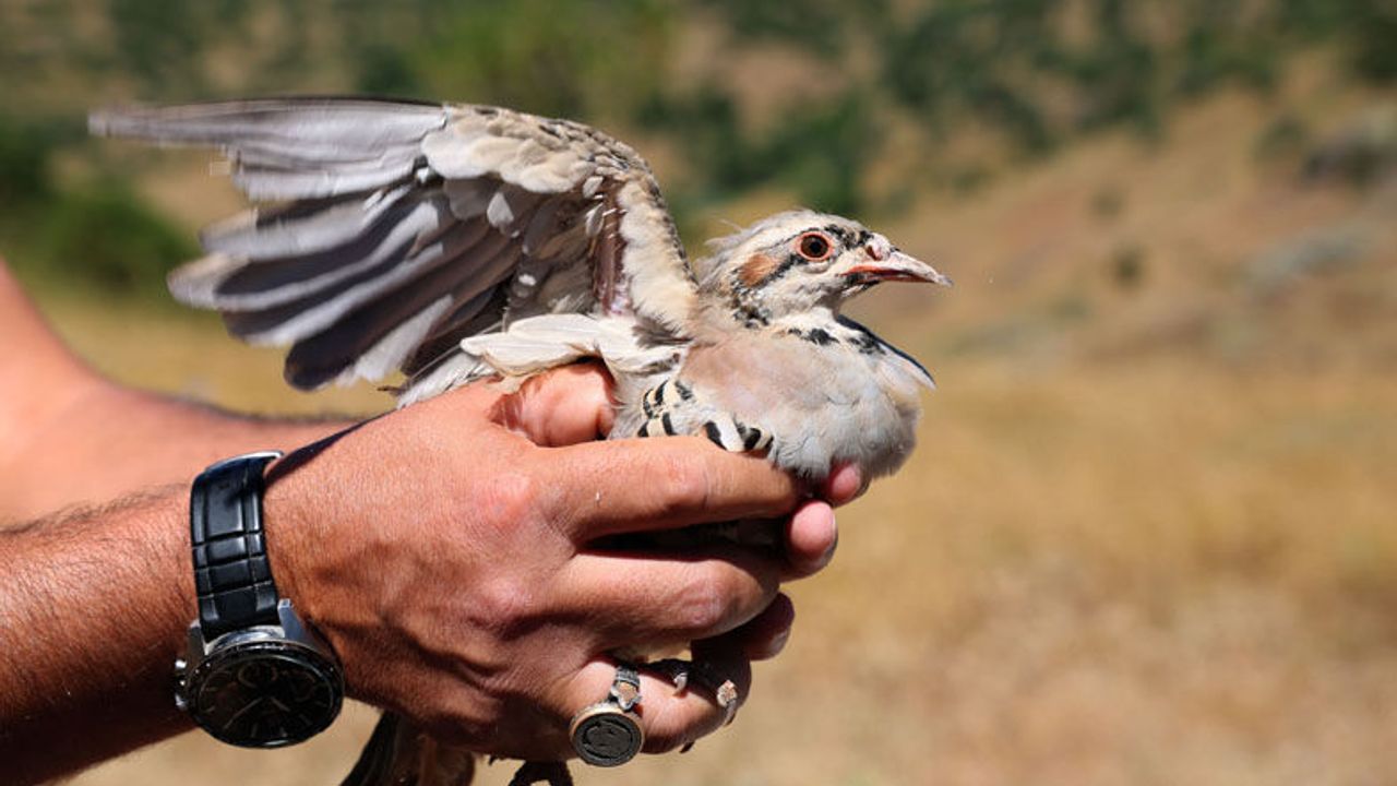 Kene avcıları doğaya salındı