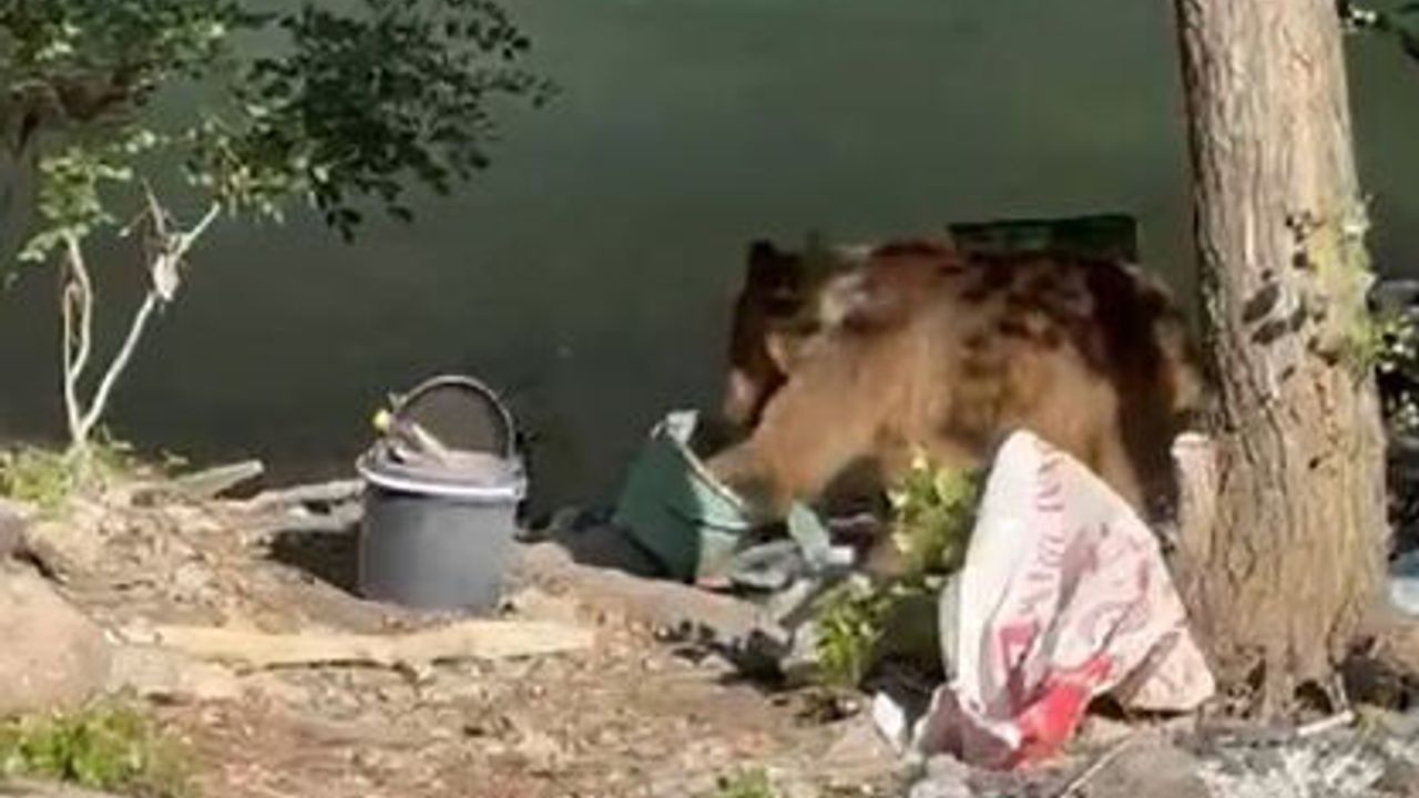 Pikniğe gelen davetsiz misafir