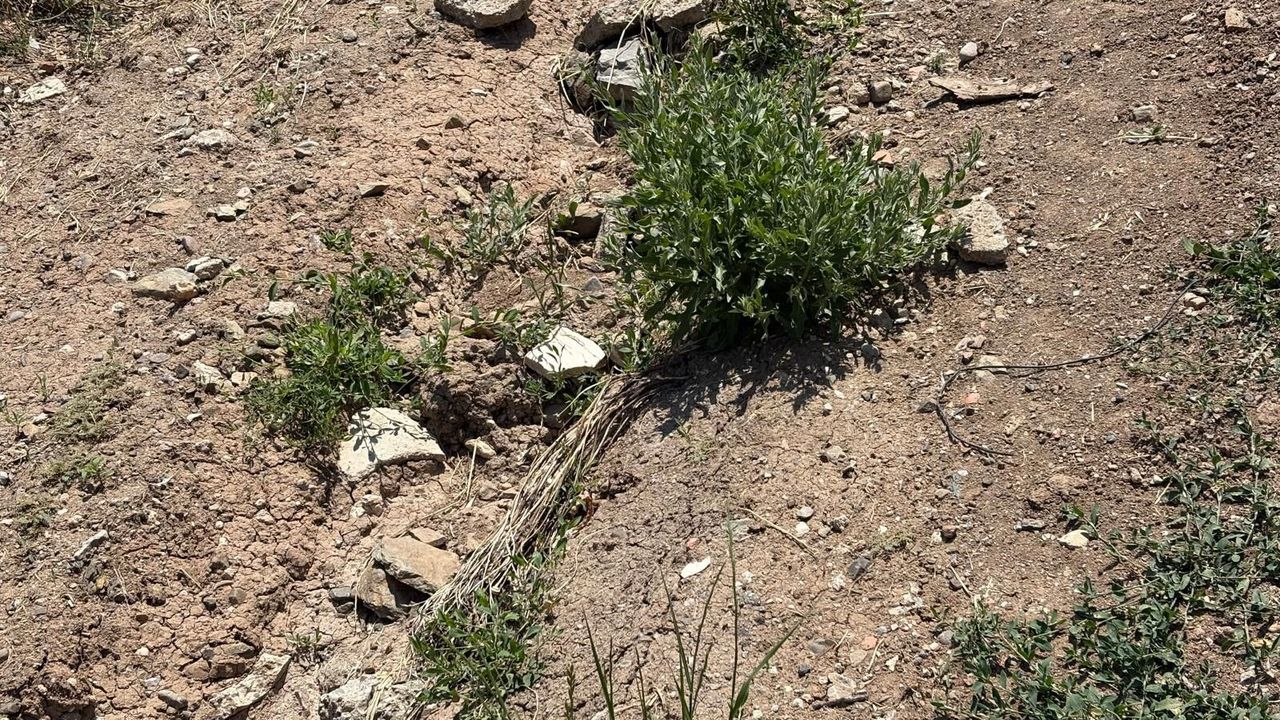 Çankaya'da vatandaşın kanalizasyon isyanı! Acil çözüm bekleniyor: Camımızı açamıyoruz!