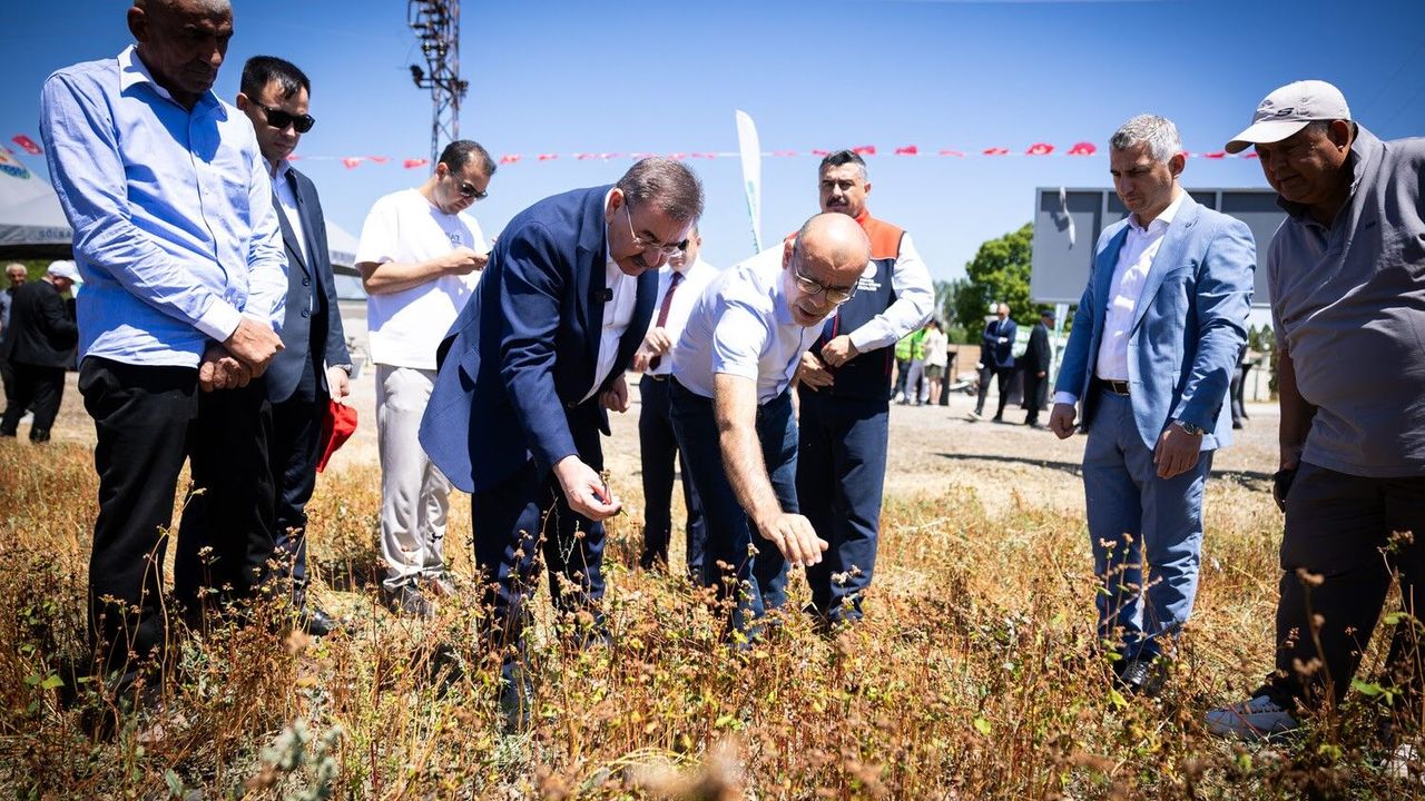Gölbaşı karabuğdayında hasat zamanı