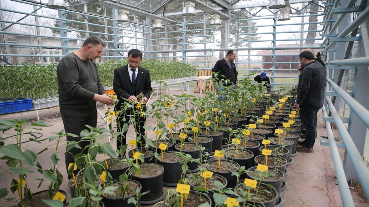 Ayçiçeğinin verim düşmanı canavar otuna karşı mücadeleye devam ediliyor