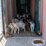 Mahalleliyi ayağa kaldıran koku! Evin içinden yaklaşık 100 kedi çıktı