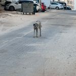 Şanlıurfa'da sokak köpeği dehşeti:  3 yaşındaki çocuk hastanelik oldu