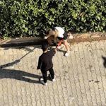 Çukurova'da ağızlıksız pitbull dehşeti: Köpeğin sahibine ceza kesildi
