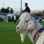 Keçiörengücü’nde sıra dışı maskot: Tiftik Pendikspor maçında sahada