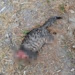 Kütahya'da kedi vahşeti! Başını ve ayaklarını kesip apartman önüne bıraktılar