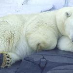 Uyuyan kutup ayısını uyandırdı, faturası ağır oldu!