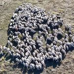 150 bin lira maaş veriliyor ama çoban yok!