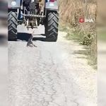 Köpeği traktöre bağlayarak sürükledi! Kahramanmaraş'taki vahşet kamerada