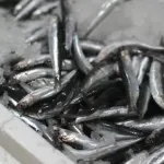 Balıkçıların yüzü gülüyor! Palamut ve hamsi tezgahları doldurdu