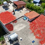 Kavurucu sıcakta zorlu mesai! Tek başına 500 kilo hazırlıyor