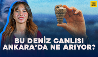 Bu Deniz Canlısı Ankara’da Ne Arıyor? 66 Milyon Yıllık Gastropod Fosili Bulundu!