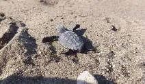 Mersin’de 100 bin yavru deniz kaplumbağası denizle buluştu