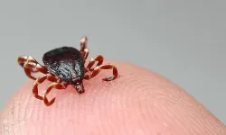 Kene kabusu geri döndü: 5 kişi hayatını kaybetti