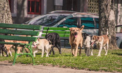 Sahipsiz köpek saldırıları! İçişleri Bakanlığı duyurdu: 3 belediye başkanı hakkında soruşturma