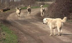 Hayvanseverlerden sokak köpekleri için açlık grevi!