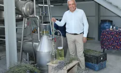 Nilüfer'de Lavanta hasadı başladı: 4 bin kilogram ürün ekonomiye kazandırılacak