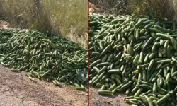 300 kilo salatalığı çöpe döktü, Bakanlıktan milyonluk ceza yedi!