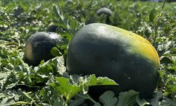 Iğdır’da karpuz hasadı sevinci: İlk toplamalar Oba Köyü’nde yapıldı