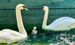 Ankaralılar seçti: Kuğulu Park'ta doğan yavru kuğunun ismi belli oldu!