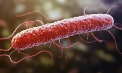 Listeria bakterisi çıkan peynir markası hangisi? Listeria bakterisi nedir, ölümcül müdür?