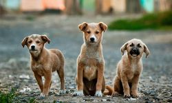 Erzurum’da çoban köpeklerine mikroçip uygulamasıyla sahiplendirme başlıyor