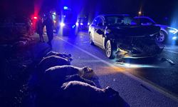 Koyunlar kaçamadı! SUV çarptı, 23 hayvan telef oldu