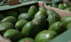 Avokado severler dikkat! Uzmanlar uyardı...