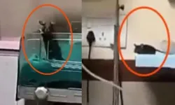 Hastanede skandal: Yoğun bakımdaki iki bebeği fareler ısırdı