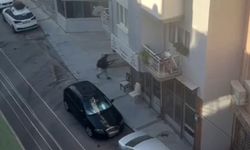 İzmir'deki karakol saldırısı Esenyurt'a uzandı
