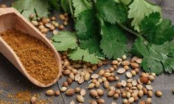 Kişniş nedir? Ne için kullanılır, tadı nasıl ve faydaları hakkında her şey