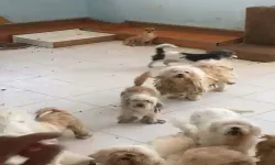 Köpekleri kötü koşullarda tutan ev sahibine 830 bin lira ceza