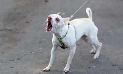 Küçük köpek ırkları neden büyük köpeklerden daha agresif olur?