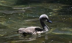 Kuğulu Park'ın misafirleri 5 kişi daha arttı