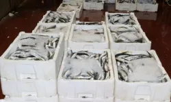 Akdeniz’de av yasağı sona erdi: Balık mezatları hareketlendi